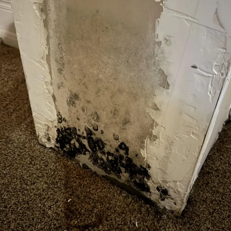 Professional Mold Removal in Northwood, NH